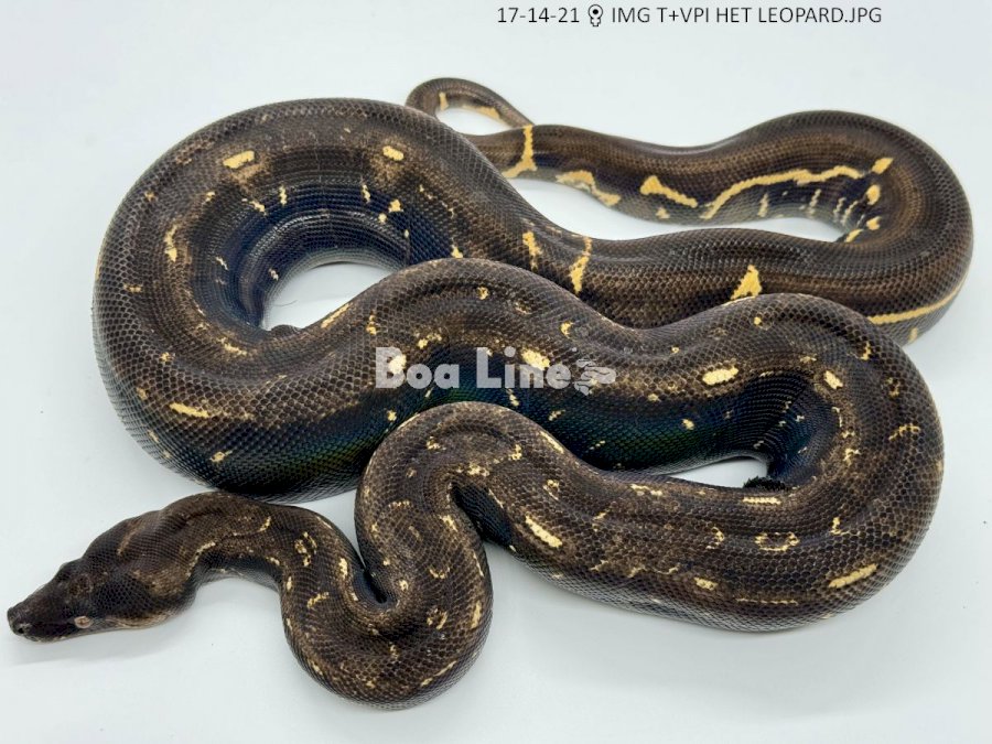 IMG T+VPI HET LEOPARD